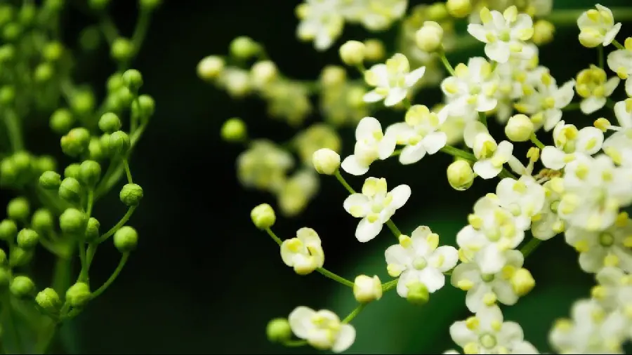 High Quality Spring White Blossom Wallpaper