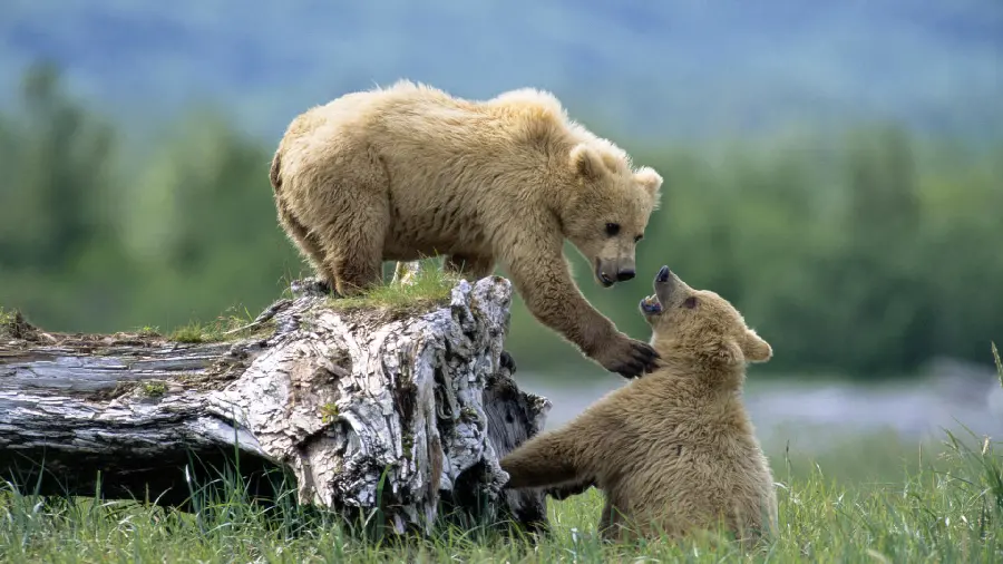 Download funny bears stock photo in the forest