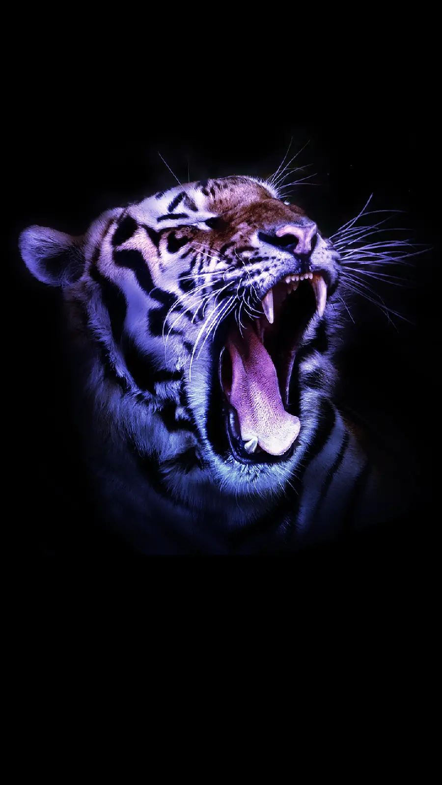 Free Download Cool Tiger Background with Black Background for Mobile 2023