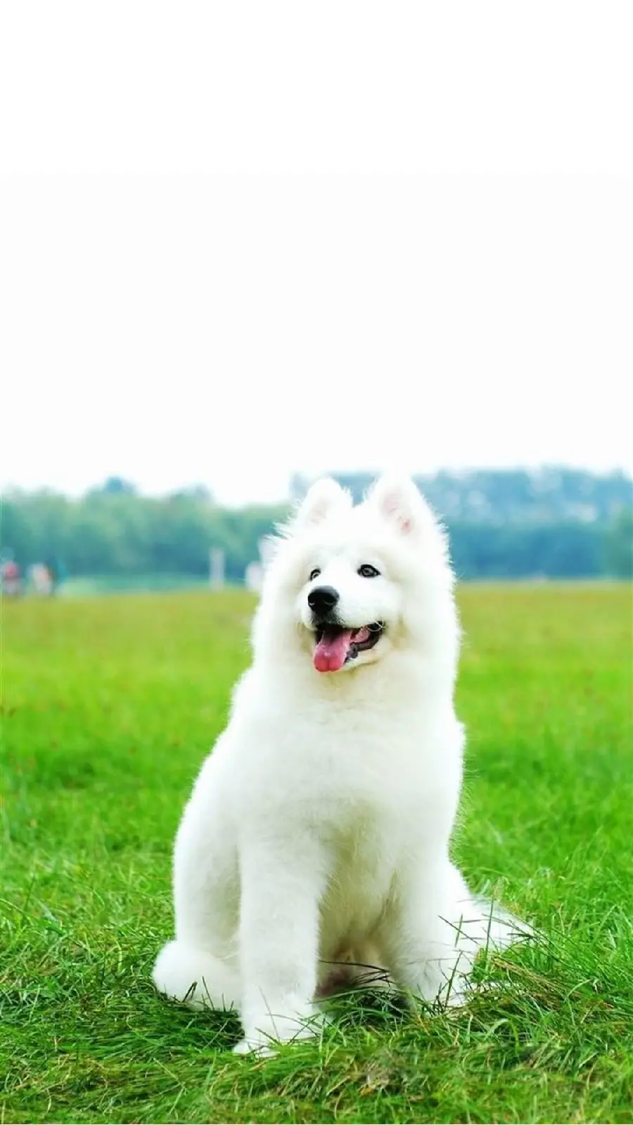 The newest white happo background for SamSung