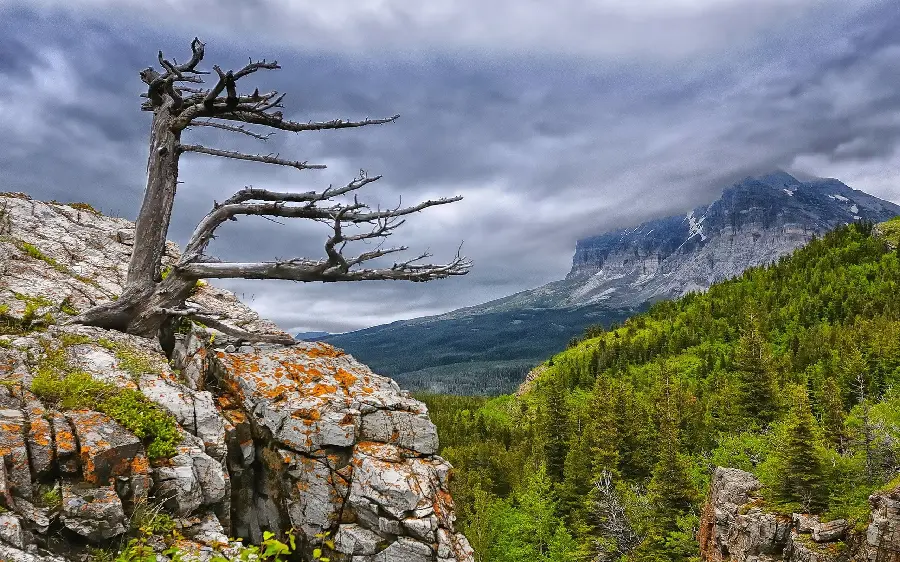 Lonely tree profile photo and beautiful and lush single tree photo with spectacular background