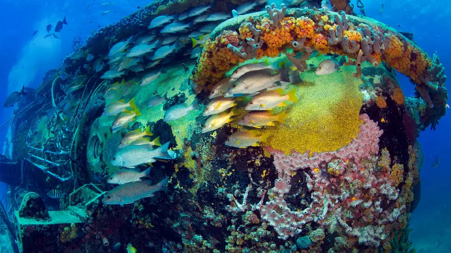 Amazing Underwater Nature Wallpaper for Laptop