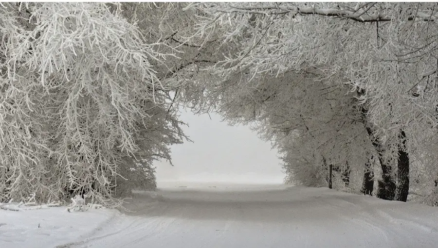 Photo of trees in the form of a tunnel in the winter season covered with snow