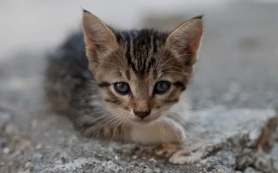 Cute and Funny Kitten Wallpaper and Photo
