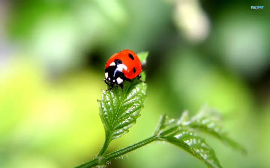 Ladybug photo in focus