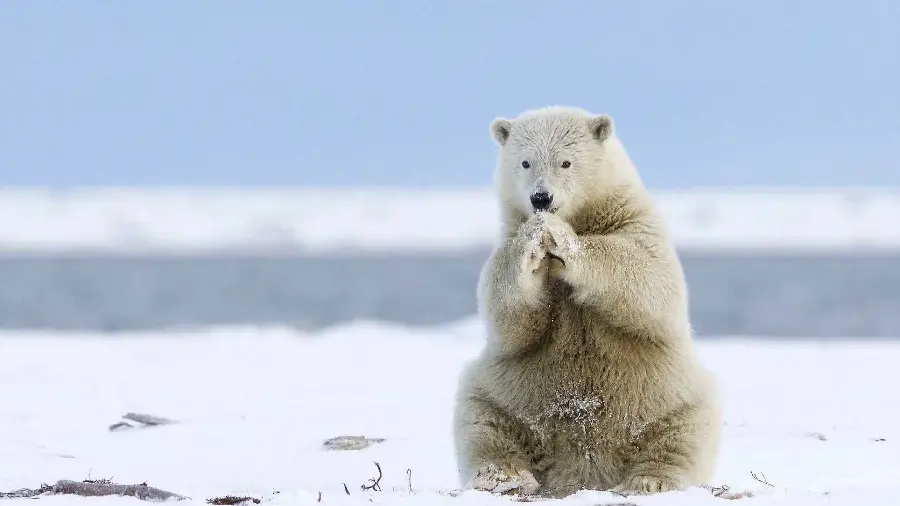 Latest Wild Polar Bear Wallpaper for Desktop