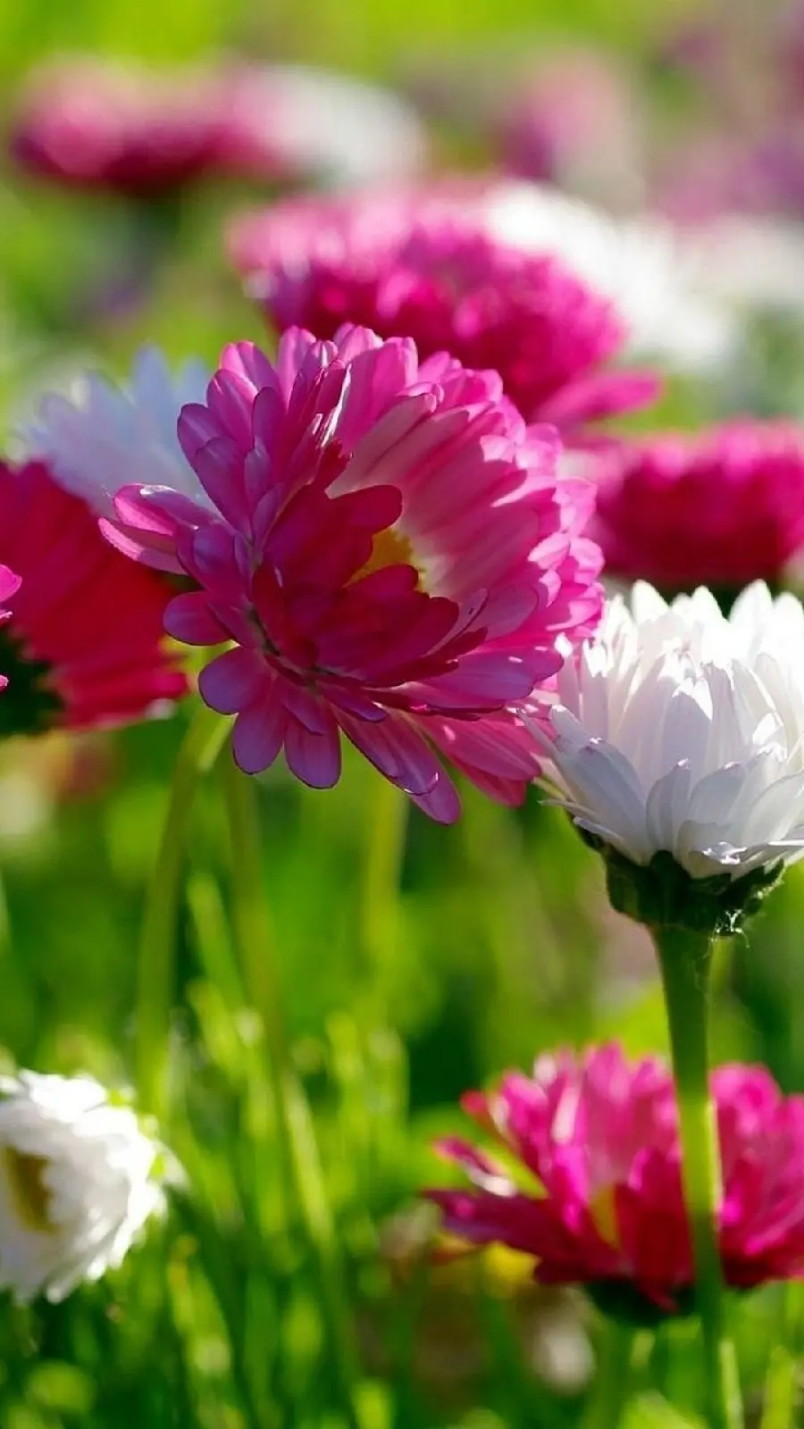 Spectacular White and Pink Spring Flower Background for iPhone