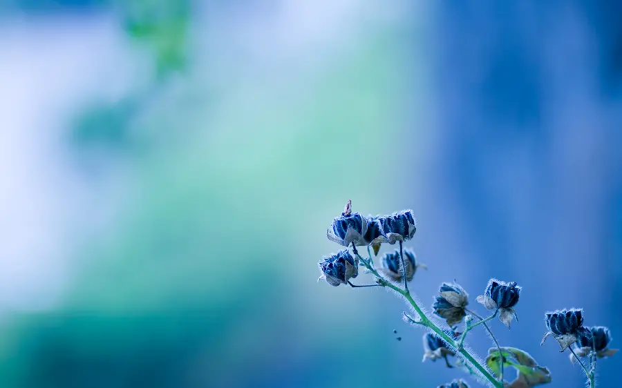 High Quality Blue Bud Flower Photo