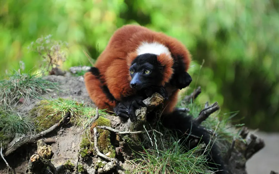 High quality forest animal stock photo