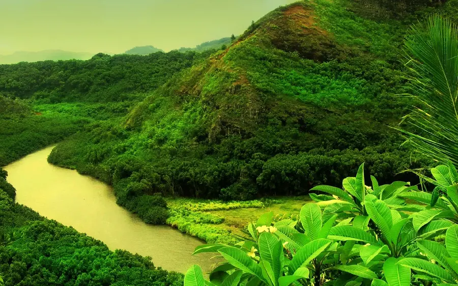 The latest river wallpaper in the green forest for Android 