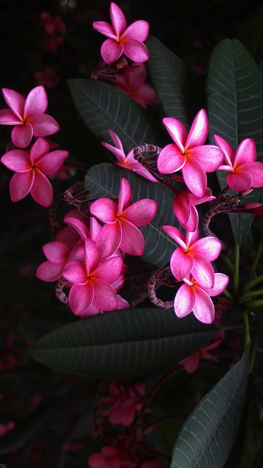 Spectacular Pink Plumeria Flower Background for PowerPoint