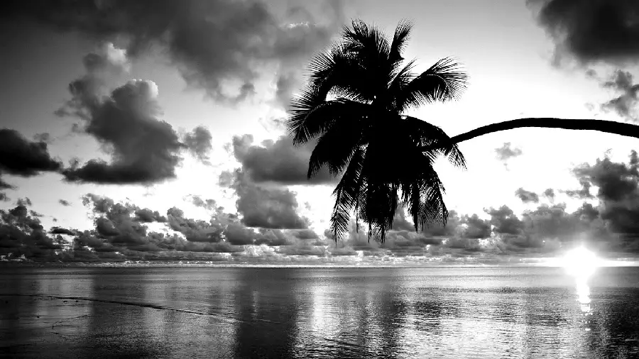 Free sea and tree photo with black and white effect
