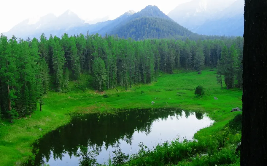 Picture of a pond and a small lake in lovely lush nature 