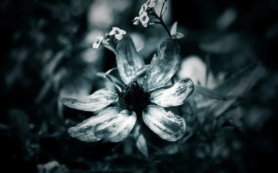 Download special black and white flower photo for Telegram and Instagram profile