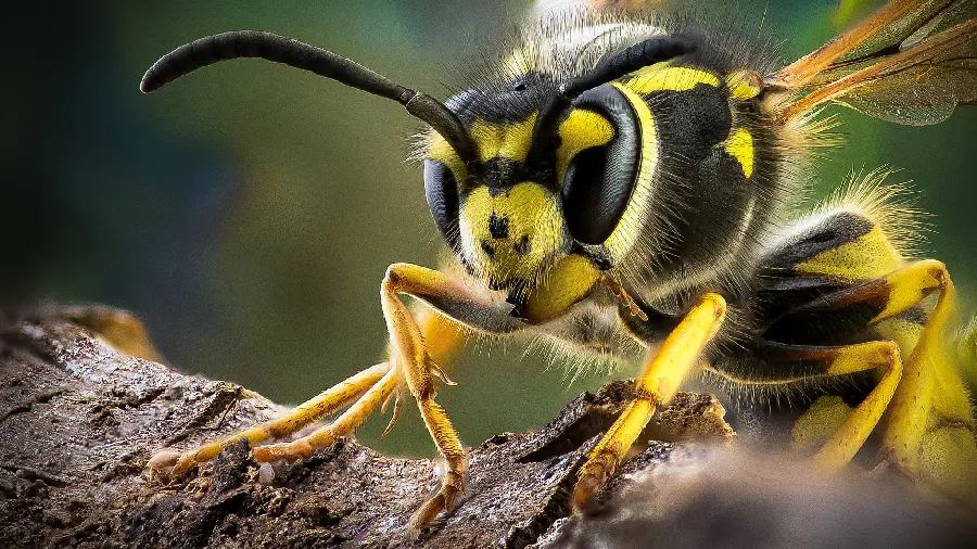 Close-up and macro photo of a bee