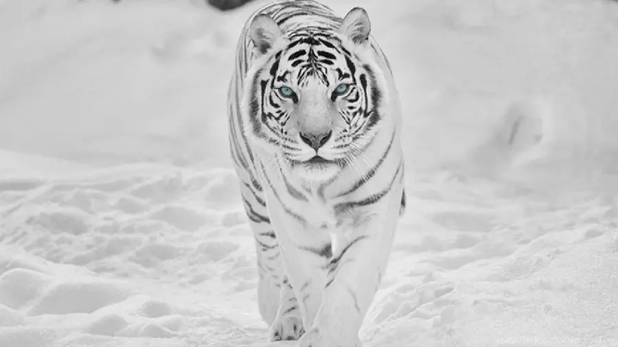 White Tiger Wallpaper
