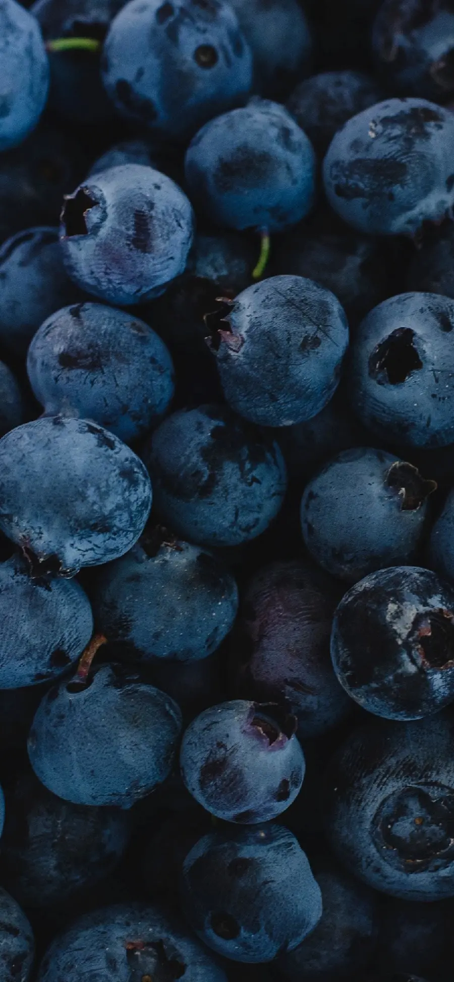 Blueberry profile photo