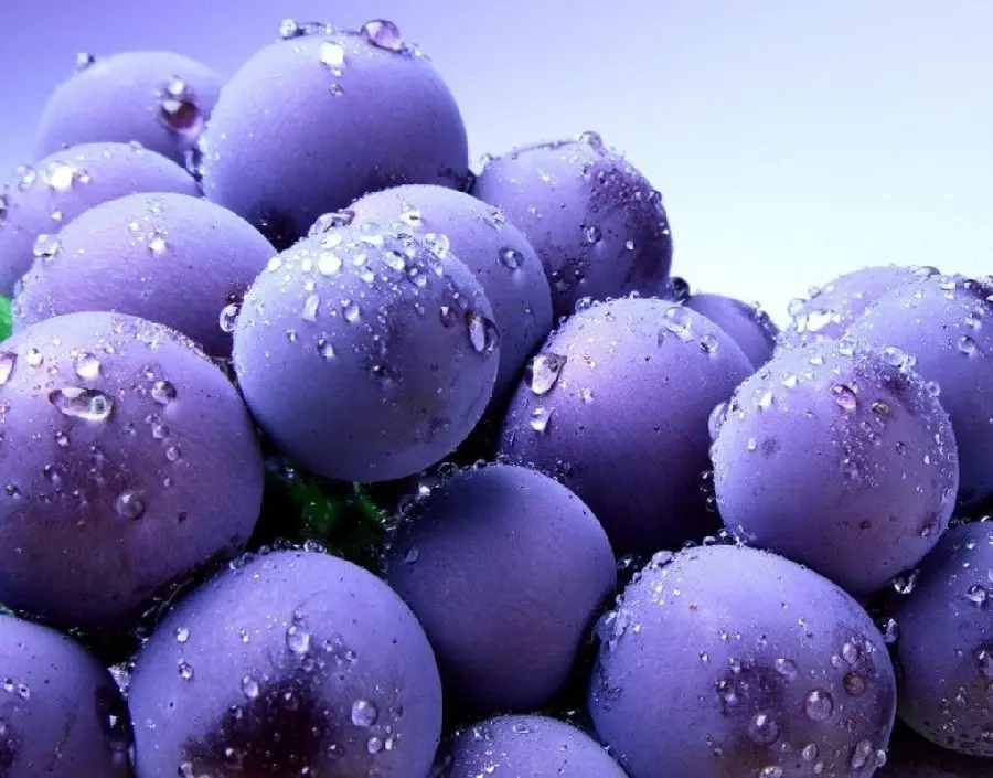 Photo of delicious and nutritious blueberry cluster fruit seeds