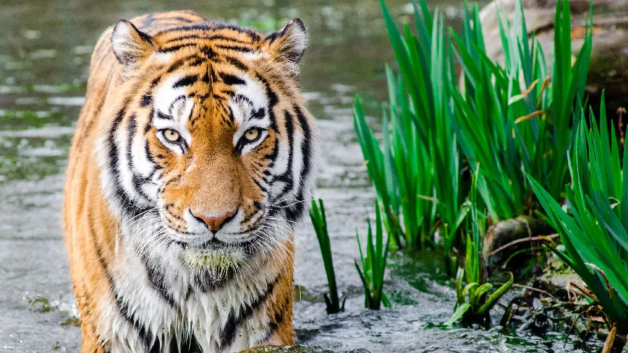 Tiger Bathing Photo