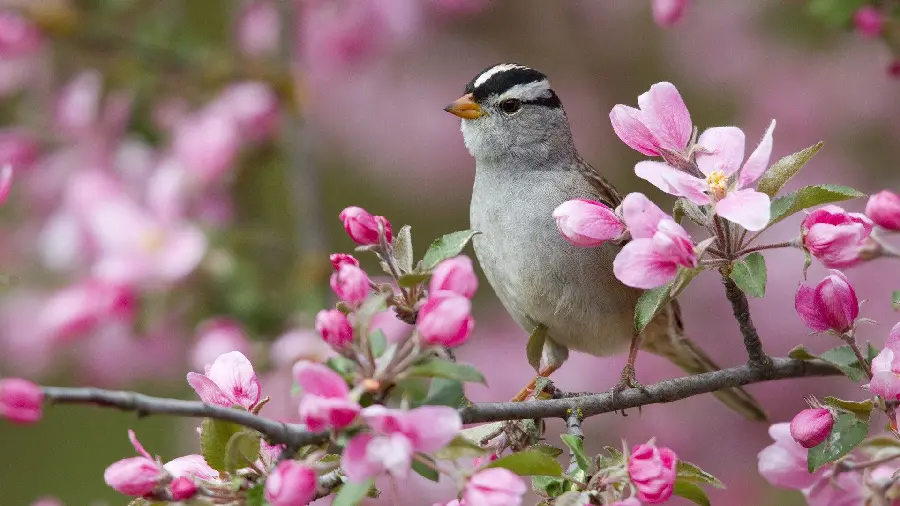  Spring Blossom and Nightingale Background FULL HD