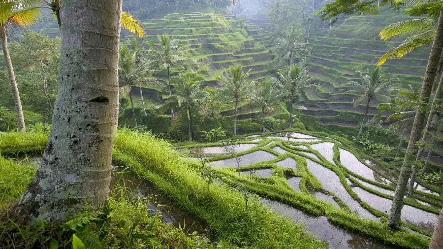 Photo of the terraced rice fields of Tegalalang in Bali in 4k quality