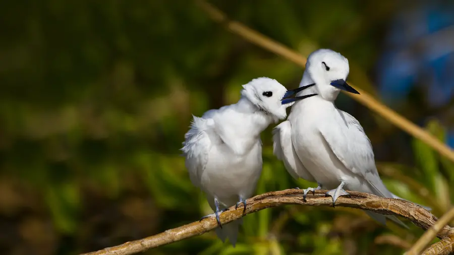 A quality photo of a white bird couple on a tree branch in the process of arranging their feathers