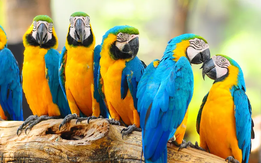 Download profile picture of blue and yellow macaw parrots side by side in HD quality