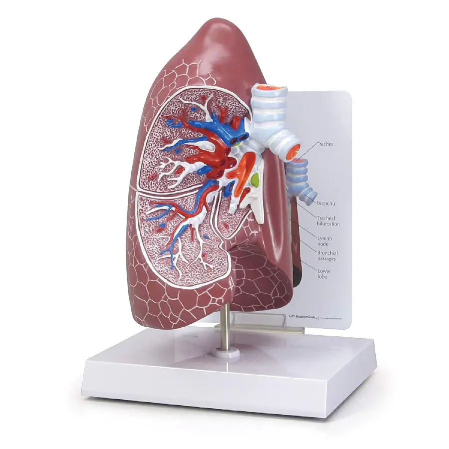 High Quality Lung and Respiratory System Mockup Photo