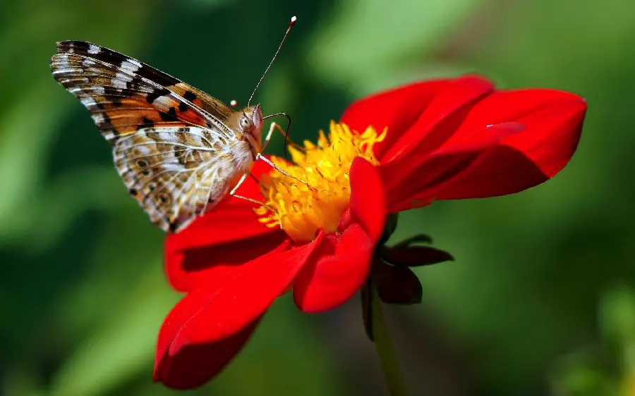 Beautiful red and red flower photo for profile