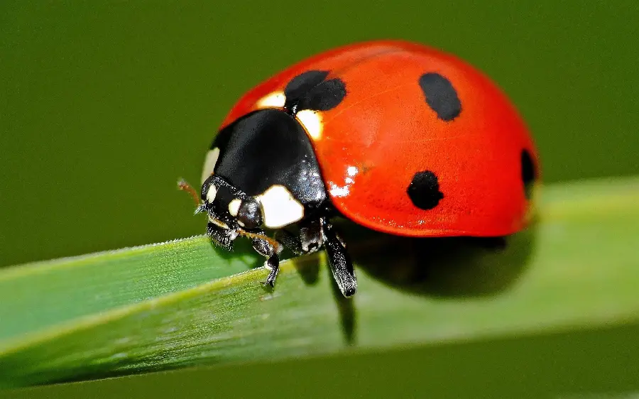 Ladybug sleeping wallpaper