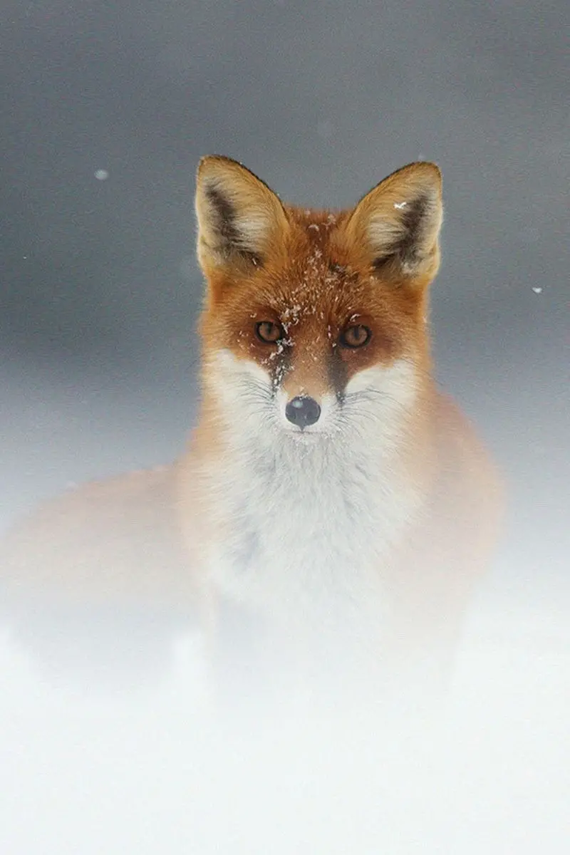 Special Fox Photo