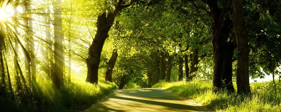 Profile photo of a dreamy and green road in the spring