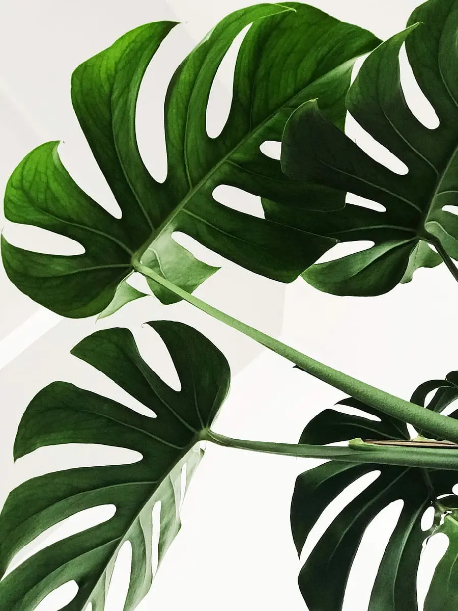 Photo of houseplant fig leaf 