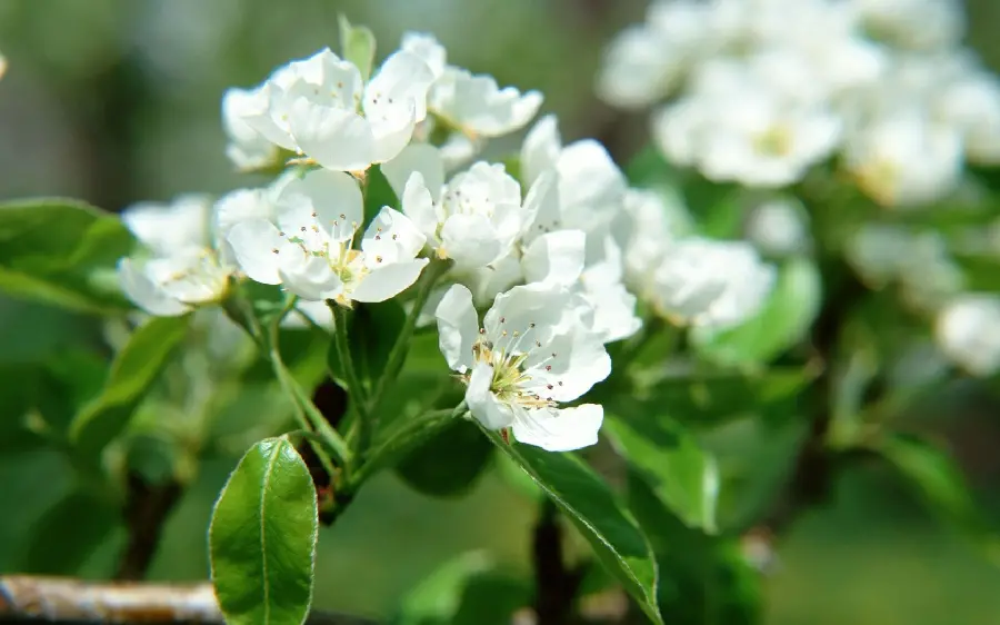Spring Blossom FULL HD Photo