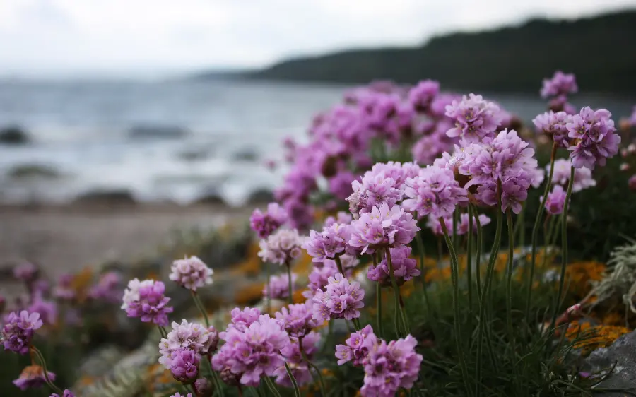 Beautiful Purple Flowers Stock Photo and Image High Quality
