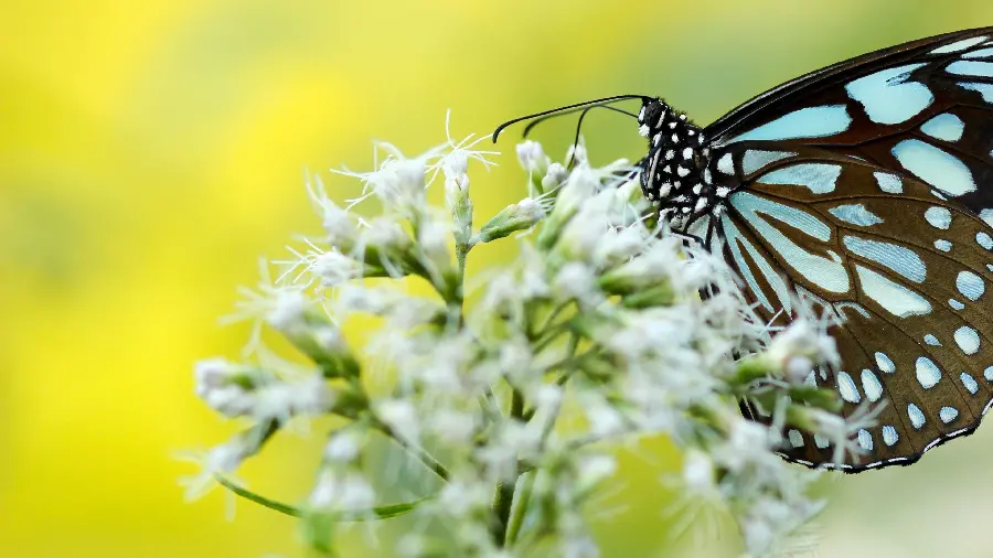 Beautiful butterfly photo for painting