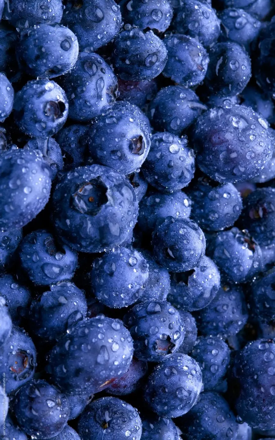 Photo of wild blueberry