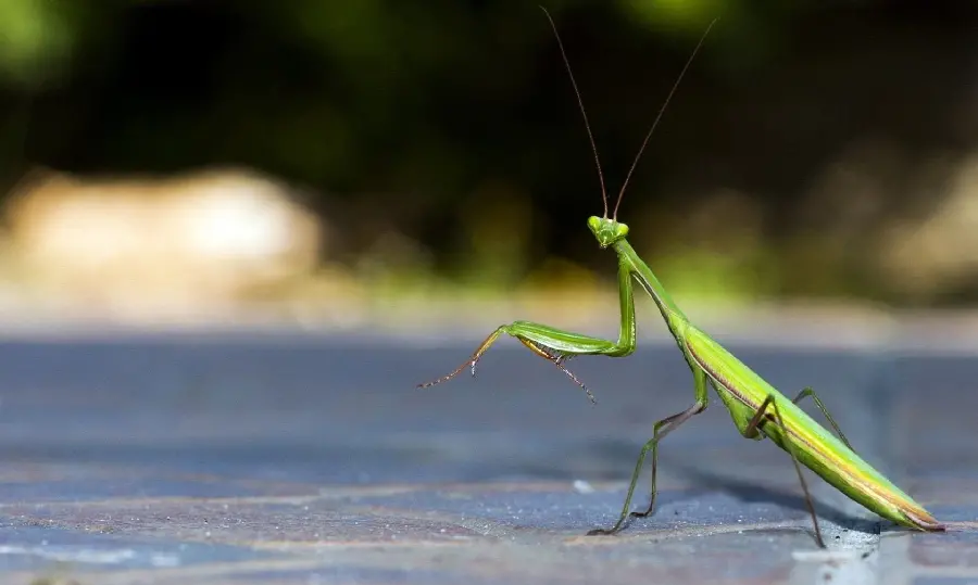 Photo of a praying mantis with long legs resembling a green grasshopper