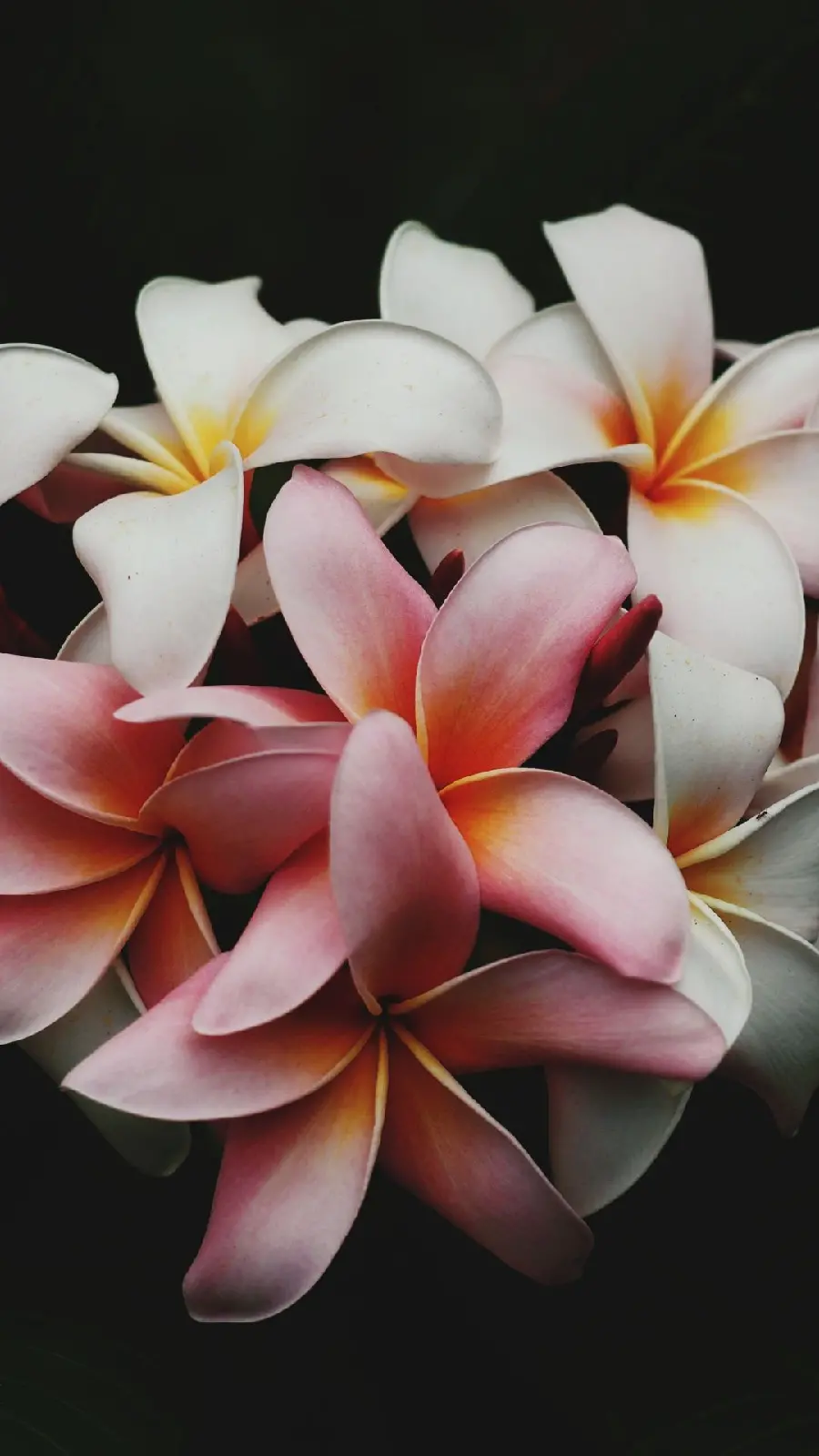 Beautiful white and pink plumeria alba flower image
