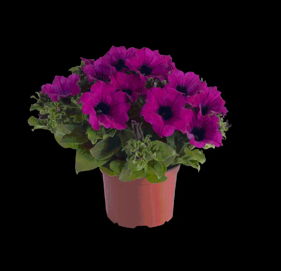 Download photo of houseplant with purple flowers PNG
