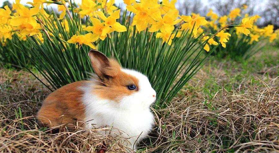 Photo of a beautiful rabbit next to a yellow daffodil in spring