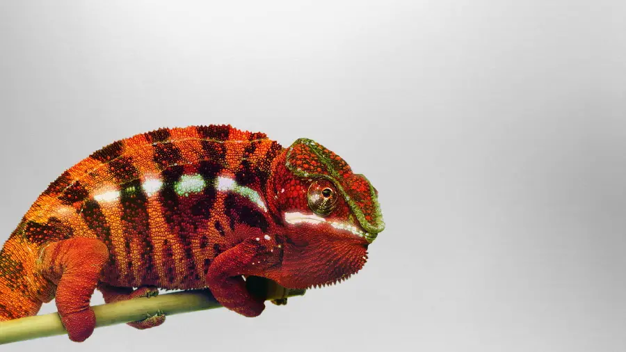 A spectacular and strange stock photo of a chameleon