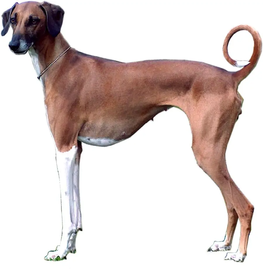 Beautiful and powerful Doberman dog with a white background
