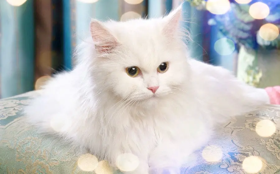 Beautiful Persian Cat Stock Photo in Cute Snow White Color