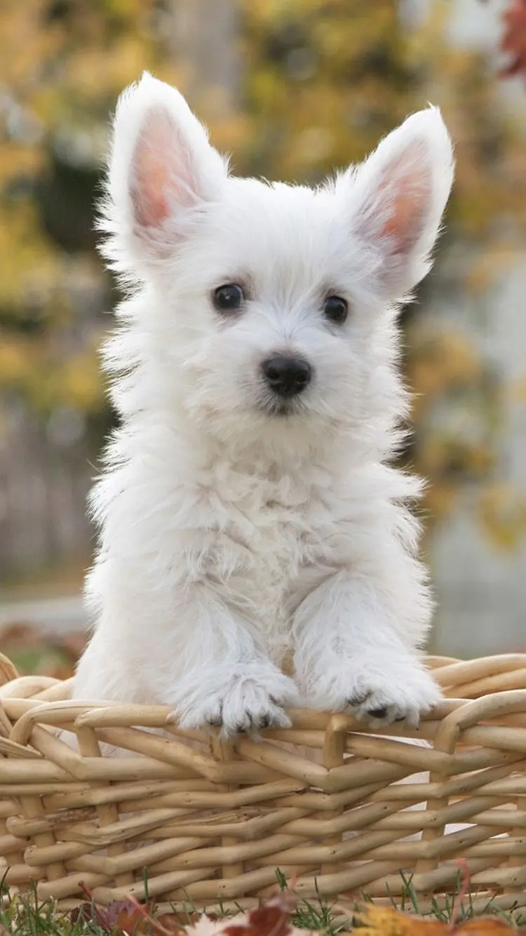 Cute Phone Wallpaper with a Little White Dog in a Basket