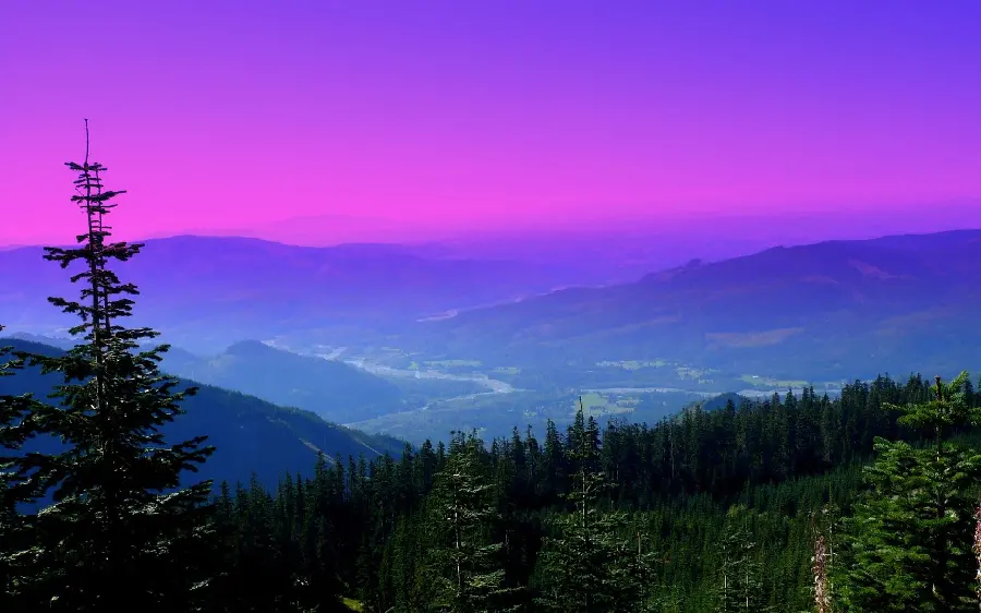 Amazing photo of pine trees under a cute pink sky