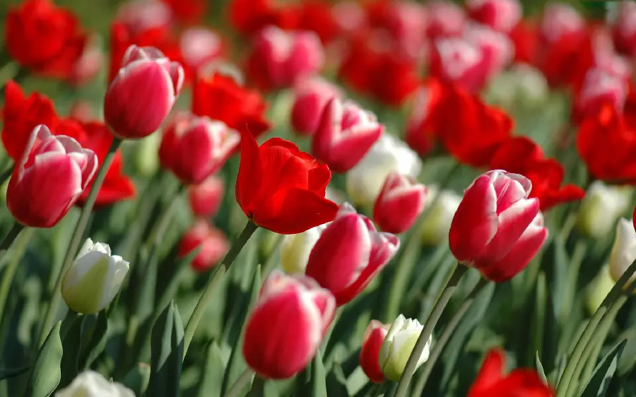 Beautiful and high-quality photo of a beautiful tulip in red and pink colors