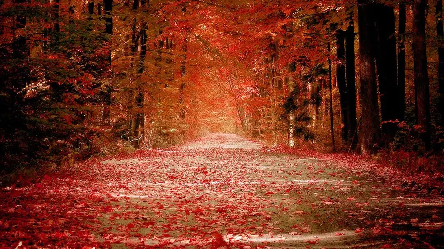 Autumn photo for WhatsApp profile