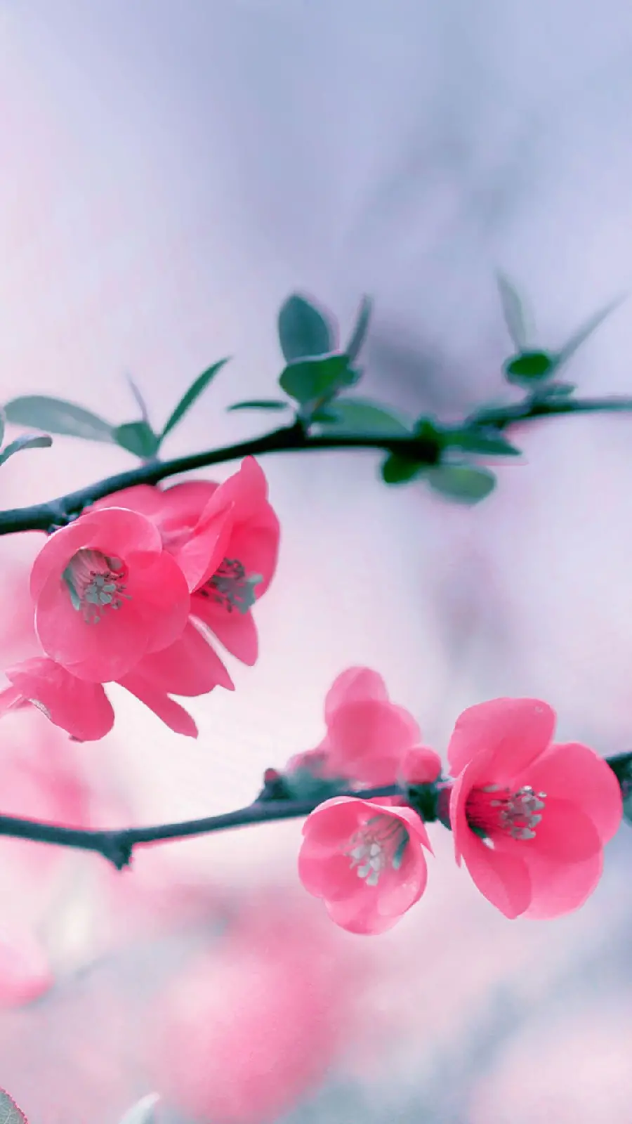 A lovely profile photo of a pink spring blossom for Telegram