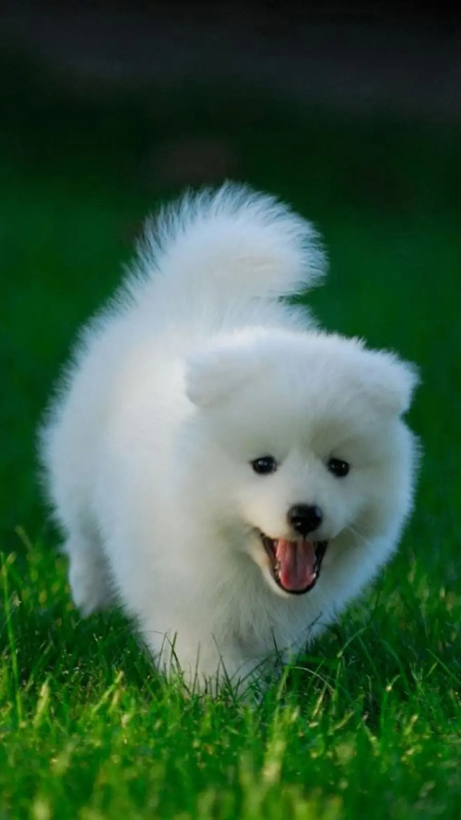 White fluffy dog ​​playing in the green grass